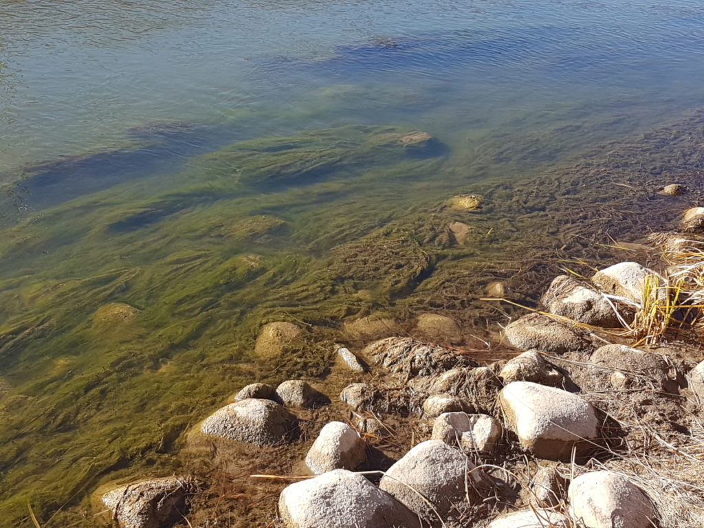 Submerged aquatic vegetation in the Little Bow River, Alberta, Canada.