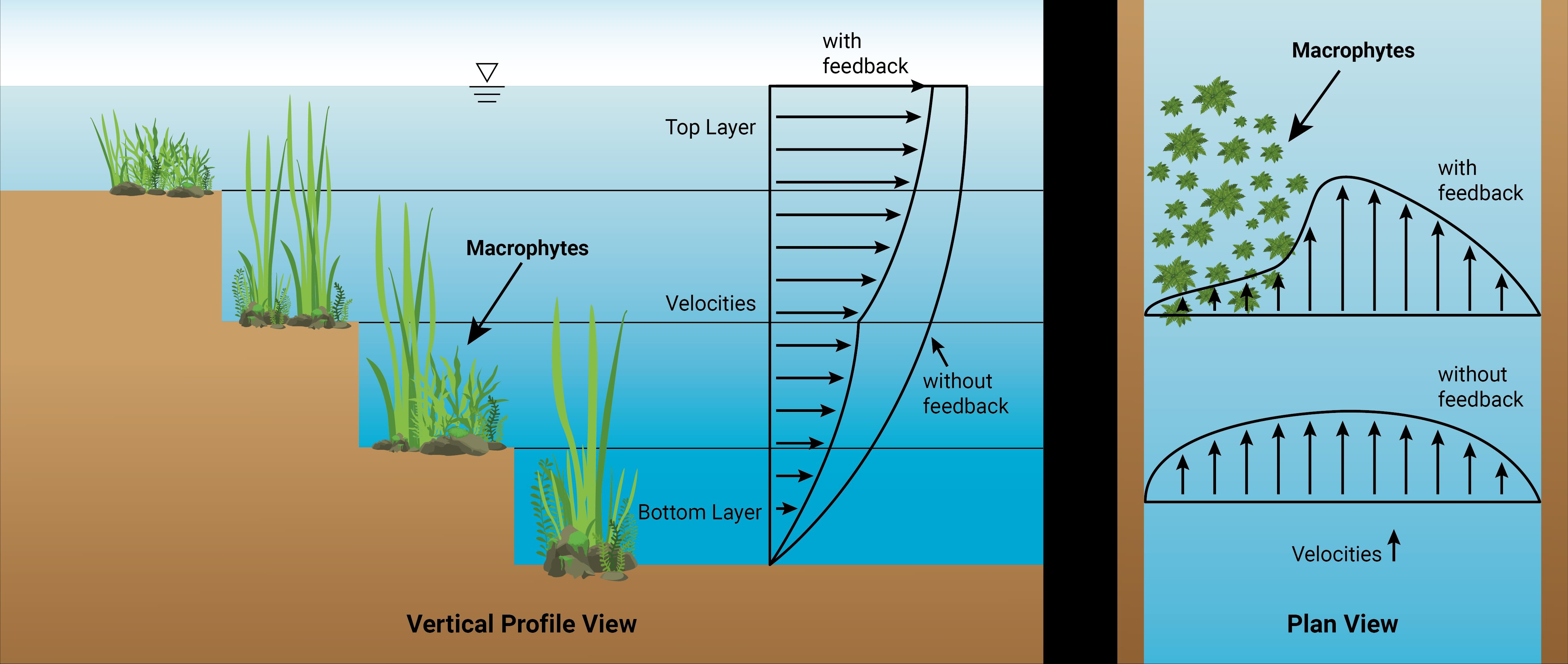 Vertical profile and plan views of macrophytes growing in vertical columns from the bed upwards, with velocity profiles compared with and without hydrodynamic feedback.