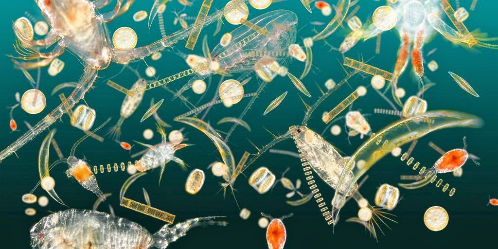 An example of plankton diversity (https://blueplanetsociety.org/)
