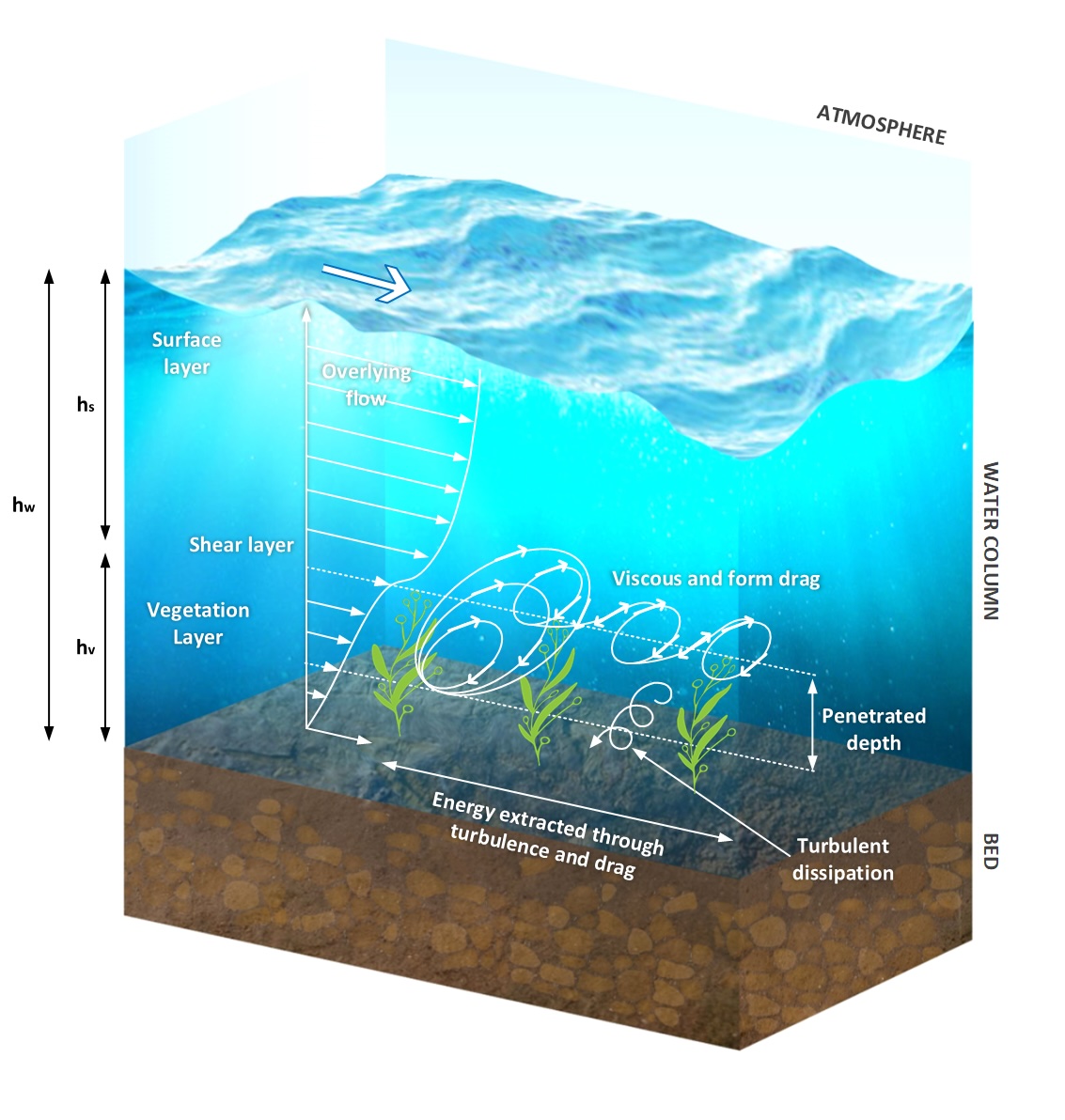 Vegetation conceptual framework, showing the surface layer, shear layer, and vegetation layer, with overlying flow, viscous and form drag on the canopy, penetrated depth, and energy extracted through turbulence and drag.