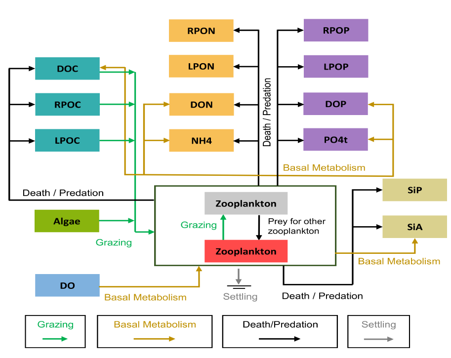 Zooplankton kinetic diagram, showing grazing on algae and organic carbon, basal metabolism, death and predation, settling, and predation by other zooplankton groups.