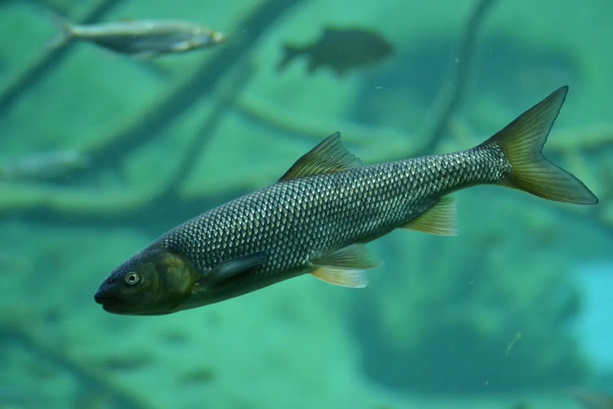 Fresh water fish often occupy complex habitat with rapidly varying depth and velocity.