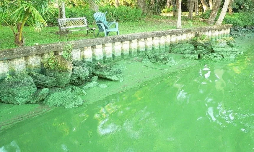 Eutrophication Studies